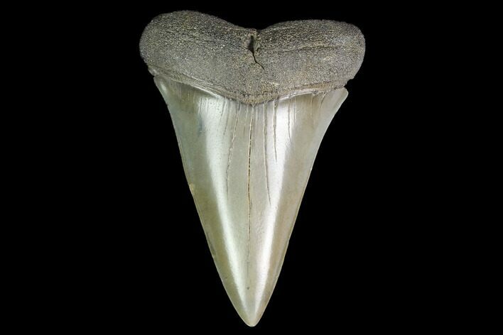 Fossil Mako Shark Tooth - South Carolina #142315